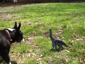 "Predator Challenge! This diplodocus is about to be eaten by a giant Boston terrier. In 200 words, explain why this situation is implausible."