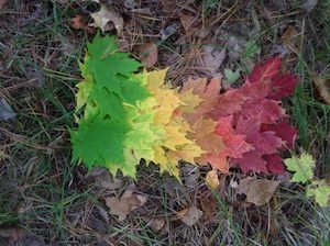 education for sustainability