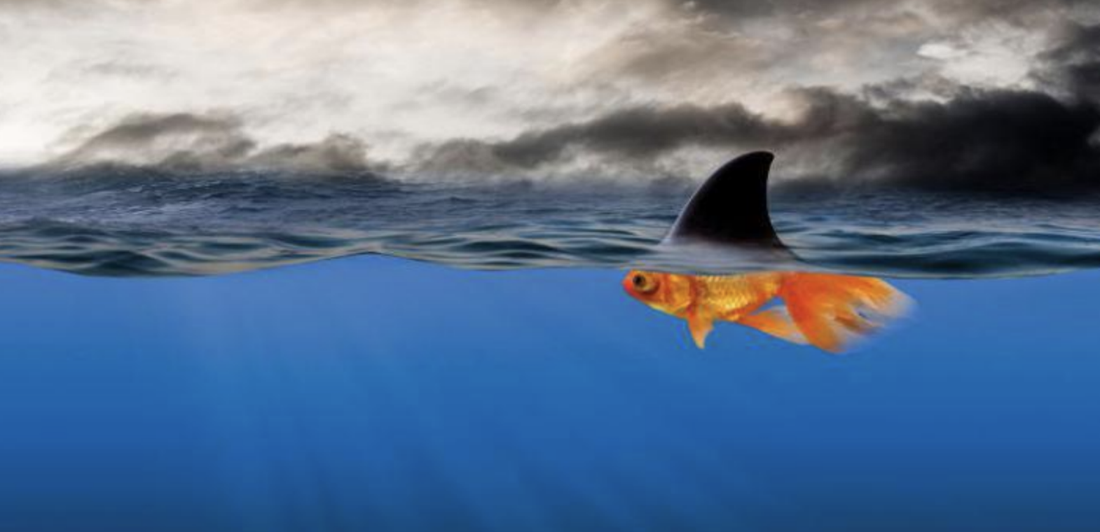 Image of shark fin above water attached to a goldfish below water.