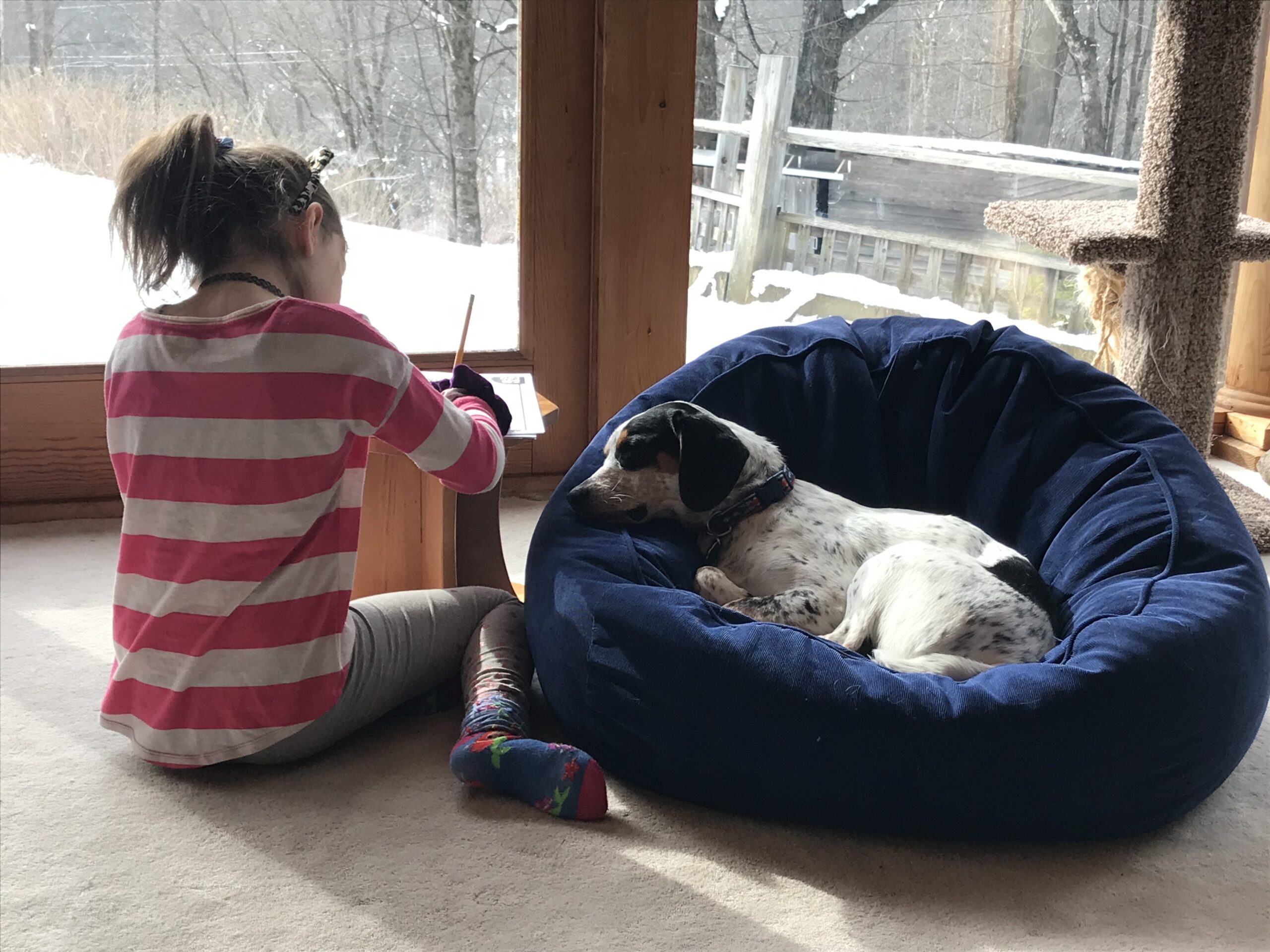 hello from the new normal: Professor Auggie assists.