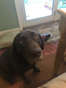 Dog
