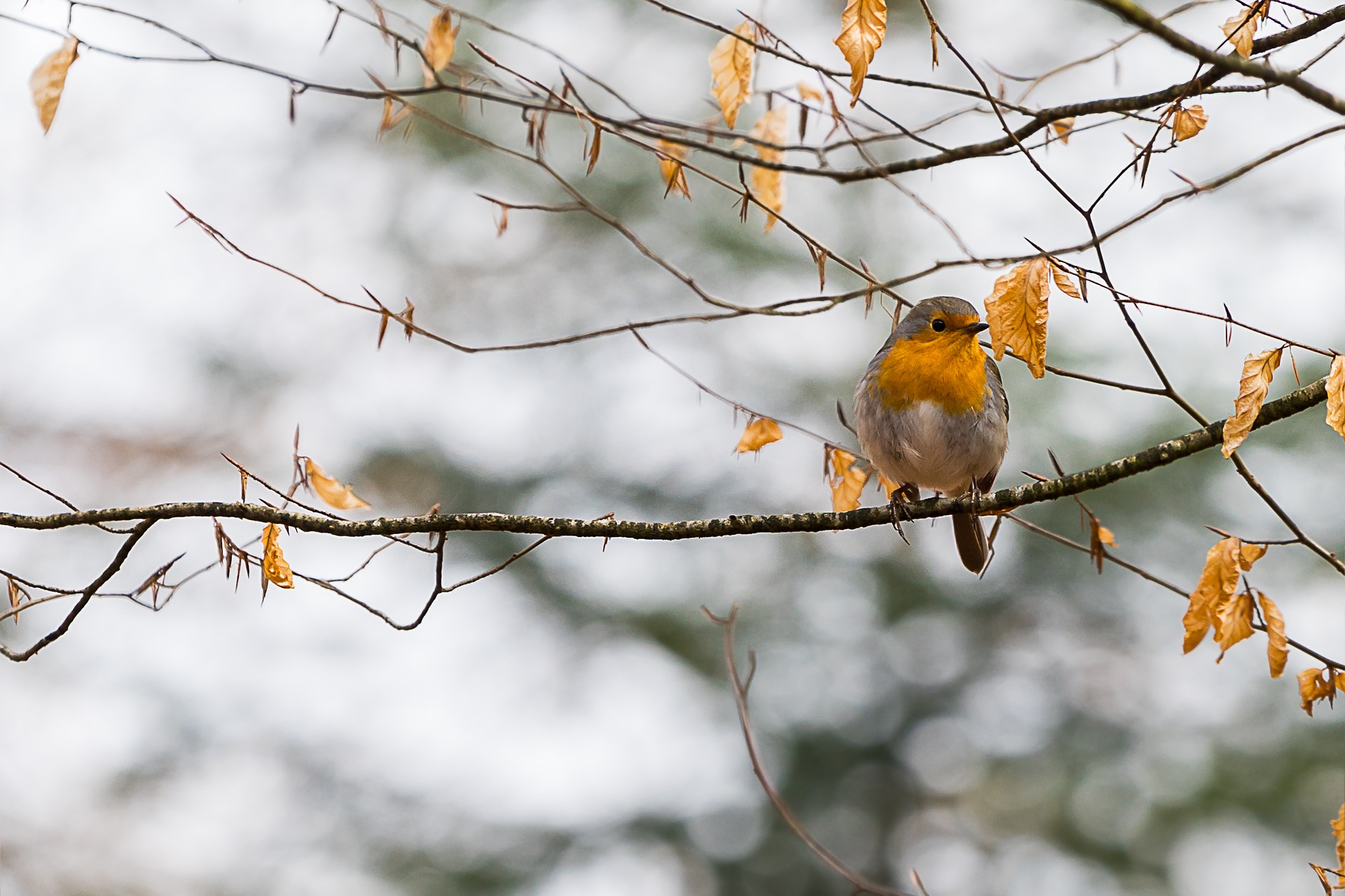 the power of one bird in a flock