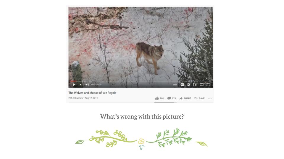 ecology in middle school: "What's wrong with this picture?"