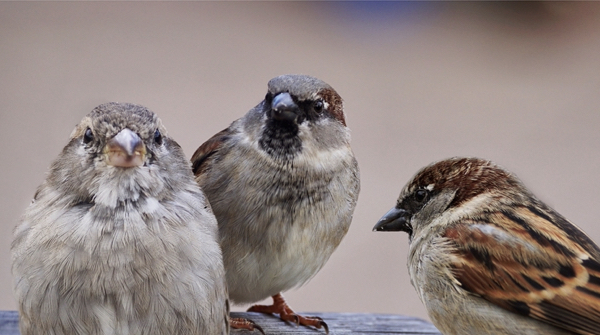 how to facilitate conversations