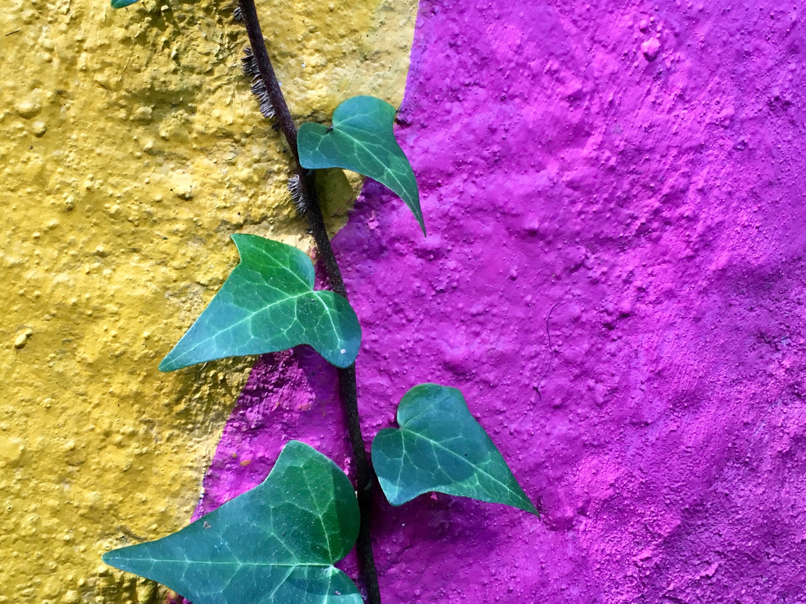 Ivy grows through a crack between a gold wall and a fuschia one