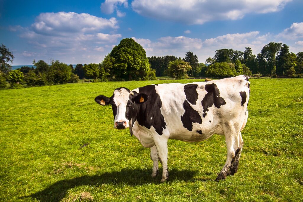 A black-and-white cow stands in a field