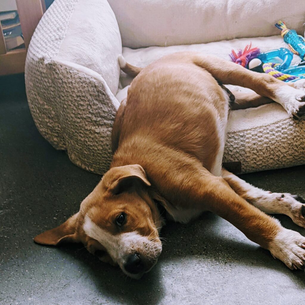 A ginger puppy rests halfway in a dog bed